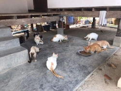 334090623_1583325425523929_9070816487625113463_n.jpg - Next TNR Spay and neuter project Cats Tampel About 150 cats มีผู้แจ้ง ขอความช่วยเหลือ มีแมวอาศัยอยู่ที่สำนักสงฆ์ อารามห้วยลึก ดอนเปา อำเภอแม่วาง จำนวน 150 ตัวที่ขาดแคลนอาหารแมว และแมวขยายพันธ์ุจำนวนรวดเร็ว | https://www.santisookdogandcat.org