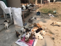 334172983_514405997504733_8273652871048050753_n.jpg - Next TNR Spay and neuter project Cats Tampel About 150 cats มีผู้แจ้ง ขอความช่วยเหลือ มีแมวอาศัยอยู่ที่สำนักสงฆ์ อารามห้วยลึก ดอนเปา อำเภอแม่วาง จำนวน 150 ตัวที่ขาดแคลนอาหารแมว และแมวขยายพันธ์ุจำนวนรวดเร็ว | https://www.santisookdogandcat.org