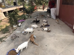 334191378_500083969005915_1710389689187879989_n.jpg - Next TNR Spay and neuter project Cats Tampel About 150 cats มีผู้แจ้ง ขอความช่วยเหลือ มีแมวอาศัยอยู่ที่สำนักสงฆ์ อารามห้วยลึก ดอนเปา อำเภอแม่วาง จำนวน 150 ตัวที่ขาดแคลนอาหารแมว และแมวขยายพันธ์ุจำนวนรวดเร็ว | https://www.santisookdogandcat.org