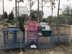 337521459_762890885185284_7025628837718535162_n.jpg - Santisook dogs and cats TNR  trap sterilization return Pai Mae Hong Son Thailand over 300 Animals 7 Days Surgery￼￼￼ 5 days Trap. Thank you Everyone | https://www.santisookdogandcat.org