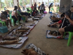 339474601_1967622450245136_6702897876357764991_n.jpg - Best team 1st day of Santisook foundation TNR Program 1st day spay and neuter 148 dogs and cats วันแรกของการทำหมันสุนัขและแมวจร (ฟรี) 148 ตัว เรายังคงทำต่ออีก 5 วันดีที่สุดหยุดที่ (ทำหมัน) | https://www.santisookdogandcat.org