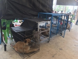 339748681_3446235765640092_3013261369277506816_n.jpg - Best team 1st day of Santisook foundation TNR Program 1st day spay and neuter 148 dogs and cats วันแรกของการทำหมันสุนัขและแมวจร (ฟรี) 148 ตัว เรายังคงทำต่ออีก 5 วันดีที่สุดหยุดที่ (ทำหมัน) | https://www.santisookdogandcat.org