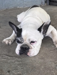 342203061_757744905788410_2125327380866677586_n.jpg - For adoption Male เพศผู้ เฟรนช์ บูลด็อก (French bulldog) นิสัยดี ติดคน น่ารัก ไม่ดื้อ ไม่พูดมาก อายุ | https://www.santisookdogandcat.org