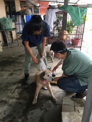 67391617_357217508284796_7665945040522313728_n.jpg - Anather big day at the dogs  shelter we’re Control Flea and tick for 240 dogs it’s very lucky to have all Vets Volunteers thank you very much for all you Hard-work | https://www.santisookdogandcat.org