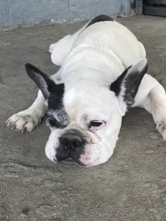 343631654_786418749543324_8216113087167948074_n.jpg - Happy ending he has a new home น้องได้บ้านหลังใหม่แล้วค่ะ สุนัขที่ทางมูลนิธิได้ช่วยเหลือออกมา ทำหมัน | https://www.santisookdogandcat.org