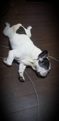 343726795_6382010311821178_8124624018893417277_n.jpg - Happy ending he has a new home น้องได้บ้านหลังใหม่แล้วค่ะ สุนัขที่ทางมูลนิธิได้ช่วยเหลือออกมา ทำหมัน | https://www.santisookdogandcat.org