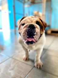 343765699_773632274156726_2943383758826629456_n.jpg - For adoption she needs a home please ปูนิ่ม เพศเมีย อายุ4ปีโดยประมาณ ทางเราช่วยมาจากวัด ซึ่งมีคนนำไป | https://www.santisookdogandcat.org