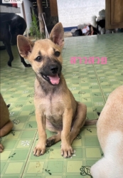 346865392_610908137642527_3510326667130942416_n.jpg - Puppies for adoption การให้ที่ดีที่สุดคือการให้ชีวิตใหม่ | https://www.santisookdogandcat.org