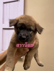 346872998_219945814118169_623291641768869438_n.jpg - Puppies for adoption การให้ที่ดีที่สุดคือการให้ชีวิตใหม่ | https://www.santisookdogandcat.org