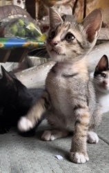 348934523_1321941718675469_6318631418250114_n.jpg - Kittens For adoption หาบ้านถาวรให้มิ้วน้อยทั้งสอง | https://www.santisookdogandcat.org