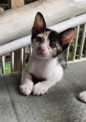 348977902_269407645531762_4754839871464964686_n.jpg - Kittens For adoption หาบ้านถาวรให้มิ้วน้อยทั้งสอง | https://www.santisookdogandcat.org
