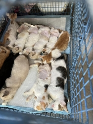 356820427_594043409541024_5933862710566641867_n.jpg - Cats Temple Spay/Neutering | https://www.santisookdogandcat.org