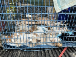 356829123_594043422874356_7496677107212093848_n.jpg - Cats Temple Spay/Neutering | https://www.santisookdogandcat.org