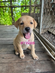 357380151_595659986046033_299003078647144443_n.jpg - บ้านถาวร puppies for adoption เมื่อวานมีชาวต่างชาตินำลูกสุนัขทั้ง 4 มาส่งที่มูลธิสันติสุขเพื่อสุนัขและแมวจรจัด(สันป่าตอง โดยไม่ได้นัดหมาย) ต่างชาติแจ้งว่า มีคนนำมาปล่อย จำเป็นต้องรับ มาค่ะท่านใดที่มีความพร้อม | https://www.santisookdogandcat.org