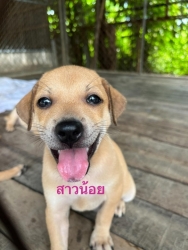 357743225_595659792712719_6943055999936616306_n.jpg - บ้านถาวร puppies for adoption เมื่อวานมีชาวต่างชาตินำลูกสุนัขทั้ง 4 มาส่งที่มูลธิสันติสุขเพื่อสุนัขและแมวจรจัด(สันป่าตอง โดยไม่ได้นัดหมาย) ต่างชาติแจ้งว่า มีคนนำมาปล่อย จำเป็นต้องรับ มาค่ะท่านใดที่มีความพร้อม | https://www.santisookdogandcat.org