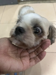 362289068_612614761017222_2509662606631753996_n.jpg - For adoptionสุนัขเพศเมีย พันธุ์ชิสุ อายุ 7 ขวบ น้องคิดถึงเจ้าของมากๆ ต้องการบ้านที่สามารถดูแลจนสิ้นอ | https://www.santisookdogandcat.org