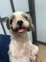 364125465_612614607683904_8880324107127887785_n.jpg - For adoptionสุนัขเพศเมีย พันธุ์ชิสุ อายุ 7 ขวบ น้องคิดถึงเจ้าของมากๆ ต้องการบ้านที่สามารถดูแลจนสิ้นอ | https://www.santisookdogandcat.org