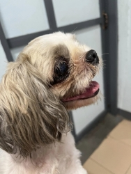 364126170_612614771017221_5689672900568005147_n.jpg - For adoptionสุนัขเพศเมีย พันธุ์ชิสุ อายุ 7 ขวบ น้องคิดถึงเจ้าของมากๆ ต้องการบ้านที่สามารถดูแลจนสิ้นอ | https://www.santisookdogandcat.org