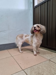 364157813_612614597683905_6840844804855922314_n.jpg - For adoptionสุนัขเพศเมีย พันธุ์ชิสุ อายุ 7 ขวบ น้องคิดถึงเจ้าของมากๆ ต้องการบ้านที่สามารถดูแลจนสิ้นอ | https://www.santisookdogandcat.org
