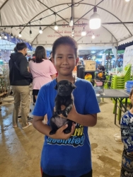 363310185_614272097518155_9208732620008982678_n.jpg - Successful 17 puppys 2 Kitten adoption ผ่าไปกิจกรรมหาบ้านให้ลูกสุนัข ลูกแมวจรจัด ในงาน ลำพูนเกษตรแฟร์ ที่ทางมูลนิธิสันติสุขเพื่อสุนัขและแมวจรจัด ได้นำลูกสุนัข และ แมว ไปหาบ้านใหม่ | https://www.santisookdogandcat.org