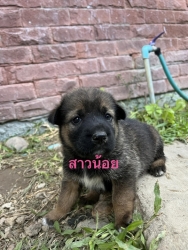 373320449_626117526333612_8948071194013692205_n.jpg - Puppies for adoption หาบ้านลูกสุนัขอายุ 7 อาทิตย์ เพศผู้ทั้งหมด ถ่ายพยาธิแล้ว รับอุปการะ อายุ 6 เดือ | https://www.santisookdogandcat.org