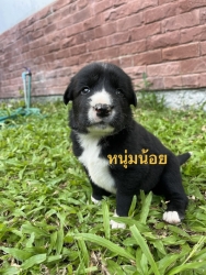 373325669_626117613000270_372327111251284540_n.jpg - Puppies for adoption หาบ้านลูกสุนัขอายุ 7 อาทิตย์ เพศผู้ทั้งหมด ถ่ายพยาธิแล้ว รับอุปการะ อายุ 6 เดือ | https://www.santisookdogandcat.org