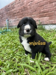 373325669_626117613000270_372327111251284540_n.jpg - Puppies for adoption หาบ้านลูกสุนัขอายุ 7 อาทิตย์ เพศผู้ทั้งหมด ถ่ายพยาธิแล้ว รับอุปการะ อายุ 6 เดือนทำหมันให้ฟรี | https://www.santisookdogandcat.org