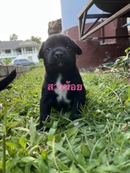 373540661_626117479666950_1402258310507663143_n.jpg - Puppies for adoption หาบ้านลูกสุนัขอายุ 7 อาทิตย์ เพศผู้ทั้งหมด ถ่ายพยาธิแล้ว รับอุปการะ อายุ 6 เดือ | https://www.santisookdogandcat.org