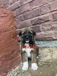 373541531_626117553000276_369627884465910814_n.jpg - Puppies for adoption หาบ้านลูกสุนัขอายุ 7 อาทิตย์ เพศผู้ทั้งหมด ถ่ายพยาธิแล้ว รับอุปการะ อายุ 6 เดือ | https://www.santisookdogandcat.org