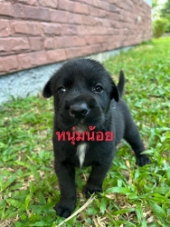373551301_626117456333619_5033258363569170368_n.jpg - Puppies for adoption หาบ้านลูกสุนัขอายุ 7 อาทิตย์ เพศผู้ทั้งหมด ถ่ายพยาธิแล้ว รับอุปการะ อายุ 6 เดือ | https://www.santisookdogandcat.org
