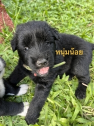 373560537_626117576333607_3414921156144440783_n.jpg - Puppies for adoption หาบ้านลูกสุนัขอายุ 7 อาทิตย์ เพศผู้ทั้งหมด ถ่ายพยาธิแล้ว รับอุปการะ อายุ 6 เดือนทำหมันให้ฟรี | https://www.santisookdogandcat.org