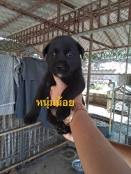 375049645_1775018536263520_6105855911902682408_n.jpg - Puppies for adoption หาบ้านลูกสุนัขอายุ 7 อาทิตย์ เพศผู้ทั้งหมด ถ่ายพยาธิแล้ว รับอุปการะ อายุ 6 เดือนทำหมันให้ฟรี | https://www.santisookdogandcat.org