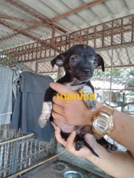 375054680_1775018602930180_6210986474019071816_n.jpg - Puppies for adoption หาบ้านลูกสุนัขอายุ 7 อาทิตย์ เพศผู้ทั้งหมด ถ่ายพยาธิแล้ว รับอุปการะ อายุ 6 เดือนทำหมันให้ฟรี | https://www.santisookdogandcat.org