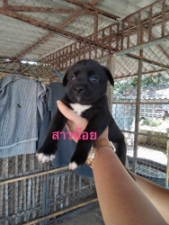 375056667_1775018469596860_4101348939349135725_n.jpg - Puppies for adoption หาบ้านลูกสุนัขอายุ 7 อาทิตย์ เพศผู้ทั้งหมด ถ่ายพยาธิแล้ว รับอุปการะ อายุ 6 เดือนทำหมันให้ฟรี | https://www.santisookdogandcat.org