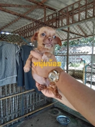 375336631_1775018596263514_6971940297405117066_n.jpg - Puppies for adoption หาบ้านลูกสุนัขอายุ 7 อาทิตย์ เพศผู้ทั้งหมด ถ่ายพยาธิแล้ว รับอุปการะ อายุ 6 เดือนทำหมันให้ฟรี | https://www.santisookdogandcat.org