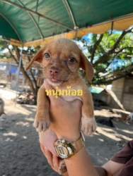 386081685_644234221188609_7691205145360704639_n.jpg - Puppies For Adoption | https://www.santisookdogandcat.org