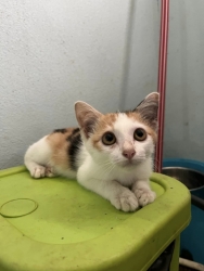 387757744_648100230802008_3667901048325398464_n.jpg - Kittens For Adoption แจกฟรี | https://www.santisookdogandcat.org