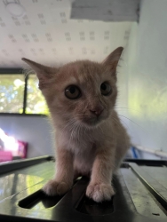 387759909_648100334135331_7251700956634006656_n.jpg - Kittens For Adoption แจกฟรี | https://www.santisookdogandcat.org