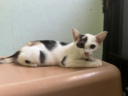 387761807_648100250802006_5744064579885777576_n.jpg - Kittens For Adoption แจกฟรี | https://www.santisookdogandcat.org