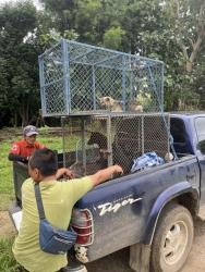 394381655_655720023373362_2625550559098337429_n.jpg - TNR Spay/Neuter โครงการทำหมัน(ฟรี) มูลนิธิสันติสุขเพื่อสุนัขและแมวจรจัด อำเภอปาย จังหวัดแม่ฮองสอน ทางมูลนิธิได้ทำหมัน ให้สุนัขและแมวที่ห่างไกลความความเจริญ ขาดโอกาส จึงทำให้สุนัขและแมว | https://www.santisookdogandcat.org