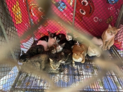 394481024_655719216706776_396859583083114498_n.jpg - TNR Spay/Neuter โครงการทำหมัน(ฟรี) มูลนิธิสันติสุขเพื่อสุนัขและแมวจรจัด อำเภอปาย จังหวัดแม่ฮองสอน ทางมูลนิธิได้ทำหมัน ให้สุนัขและแมวที่ห่างไกลความความเจริญ ขาดโอกาส จึงทำให้สุนัขและแมว | https://www.santisookdogandcat.org