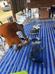 394548746_655719273373437_1084889039082590144_n.jpg - TNR Spay/Neuter โครงการทำหมัน(ฟรี) มูลนิธิสันติสุขเพื่อสุนัขและแมวจรจัด อำเภอปาย จังหวัดแม่ฮองสอน ทางมูลนิธิได้ทำหมัน ให้สุนัขและแมวที่ห่างไกลความความเจริญ ขาดโอกาส จึงทำให้สุนัขและแมว | https://www.santisookdogandcat.org