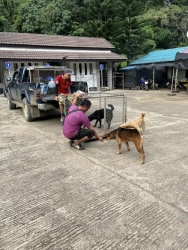 394624525_655719526706745_191678714108362158_n.jpg - TNR Spay/Neuter โครงการทำหมัน(ฟรี) มูลนิธิสันติสุขเพื่อสุนัขและแมวจรจัด อำเภอปาย จังหวัดแม่ฮองสอน ทางมูลนิธิได้ทำหมัน ให้สุนัขและแมวที่ห่างไกลความความเจริญ ขาดโอกาส จึงทำให้สุนัขและแมว | https://www.santisookdogandcat.org