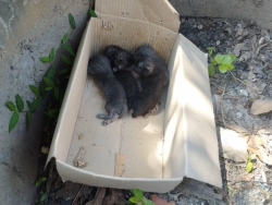 393806426_656760909935940_2550134302309835398_n.jpg - Abandon Kittens ทิ้งกันได้ทุกวันจริงๆ การนำสัตว์มาทิ้ง เป็นสัตว์ปกติก็แย่อยู่แล้ว แต่นี่ยังไม่ทันลืมตาดูโลก ไม่สามารถช่วยเหลือตัวเองได้ ก็ตายสถานเดียว การแสดงออกของมนุษย์ ที่ปฏิบัติต่อสิ่งมีชีวิต (ทุกสิ่งที่มีชีวิต) | https://www.santisookdogandcat.org