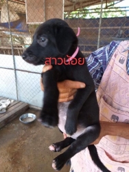 72784987_399018087438071_3417017745236033536_n.jpg - Puppy’s for adopt พิกัดเชียงใหม่ โปรดพิจารณา4ขาสีดำผู้หน้ารักด้วยค่ะ ลูกสุนัขที่ทางมูลนิธิสันติสุขเพื่อสุนัขและแมวจรจัด ได้ให้ความช่วยเหลือมาพักพิงชั่วคราว เพื่อรอทำหมันแม่และส่งกลับที่เดิม ส่วนลูกน้อยเราจะทำการหาบ้านให้พวกเขา | https://www.santisookdogandcat.org