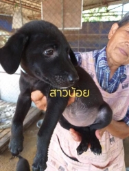 74670786_399018037438076_5572327811491823616_n.jpg - Puppy’s for adopt พิกัดเชียงใหม่ โปรดพิจารณา4ขาสีดำผู้หน้ารักด้วยค่ะ ลูกสุนัขที่ทางมูลนิธิสันติสุขเพื่อสุนัขและแมวจรจัด ได้ให้ความช่วยเหลือมาพักพิงชั่วคราว เพื่อรอทำหมันแม่และส่งกลับที่เดิม ส่วนลูกน้อยเราจะทำการหาบ้านให้พวกเขา | https://www.santisookdogandcat.org