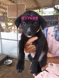 74878560_399018064104740_1006691560533786624_n.jpg - Puppy’s for adopt พิกัดเชียงใหม่ โปรดพิจารณา4ขาสีดำผู้หน้ารักด้วยค่ะ ลูกสุนัขที่ทางมูลนิธิสันติสุขเพื่อสุนัขและแมวจรจัด ได้ให้ความช่วยเหลือมาพักพิงชั่วคราว เพื่อรอทำหมันแม่และส่งกลับที่เดิม ส่วนลูกน้อยเราจะทำการหาบ้านให้พวกเขา | https://www.santisookdogandcat.org