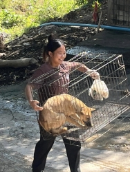 413872363_689219080023456_8264457753460605573_n.jpg - Spay/neutering ครั้งที่ 1 โครงการ ทำหมันสุนัขและแมววัด จังหวัดลำปาง ซึ่งมีจำนวนกว่า 400 ตัว | https://www.santisookdogandcat.org