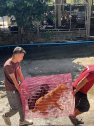 414417418_689218963356801_1980596109638437390_n.jpg - Spay/neutering ครั้งที่ 1 โครงการ ทำหมันสุนัขและแมววัด จังหวัดลำปาง ซึ่งมีจำนวนกว่า 400 ตัว | https://www.santisookdogandcat.org