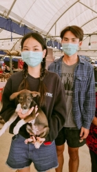 367966760_618387733773258_9176003148824619556_n.jpg - ทำหมัน ท่านที่รับอุปการะ ลูกสุนัขในงาน “ลำไยลำพูน” สามารถติดต่อกลับ เพื่อลงทะเบียน “ทำหมัน” ได้แล้วค | https://www.santisookdogandcat.org